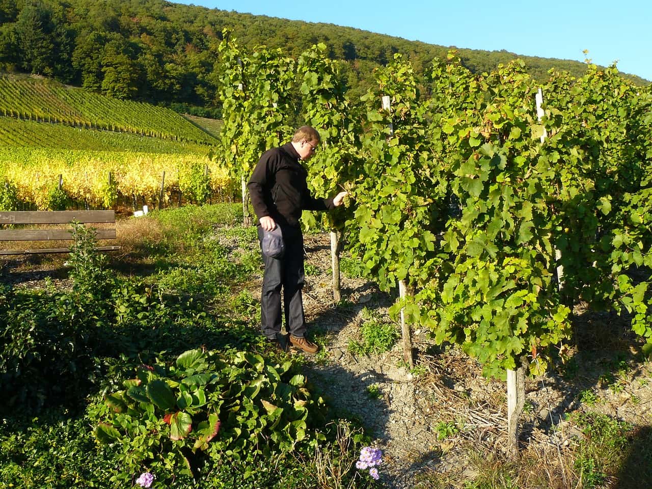 Hombre en viñedo